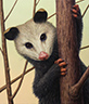 Portrait of a Possum